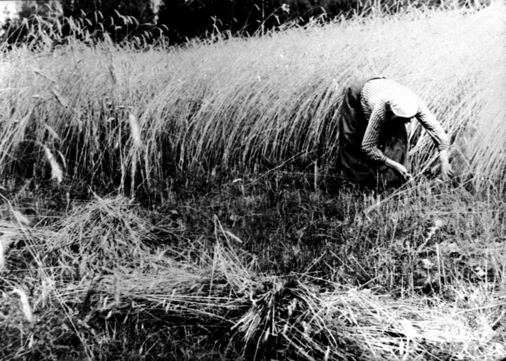 kvinne skjærer korn